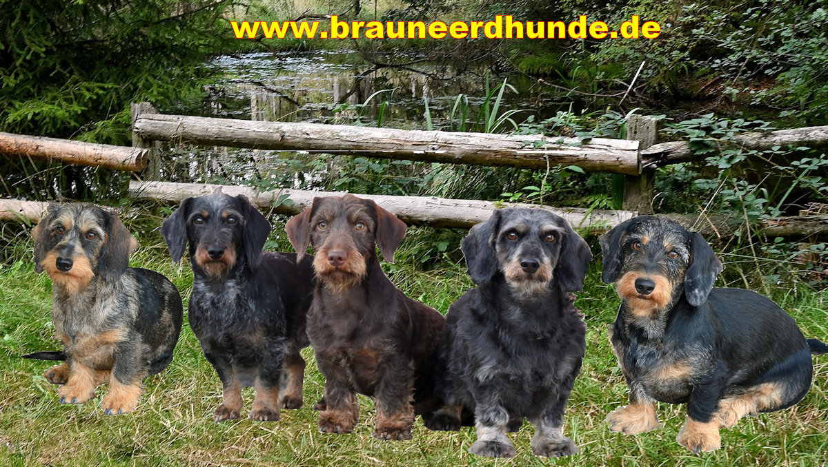 EyPüppi, Qickby, Dörthe, Molly und Xurby von den braunen Erdhunden